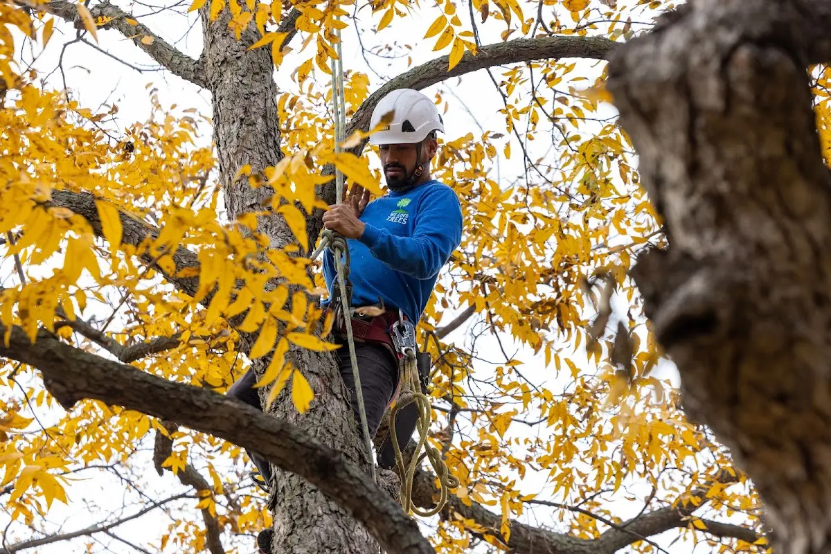 Skilled Tree Trimming crew working in Needham